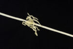 T-SHIRT POLO BRB - Image 7